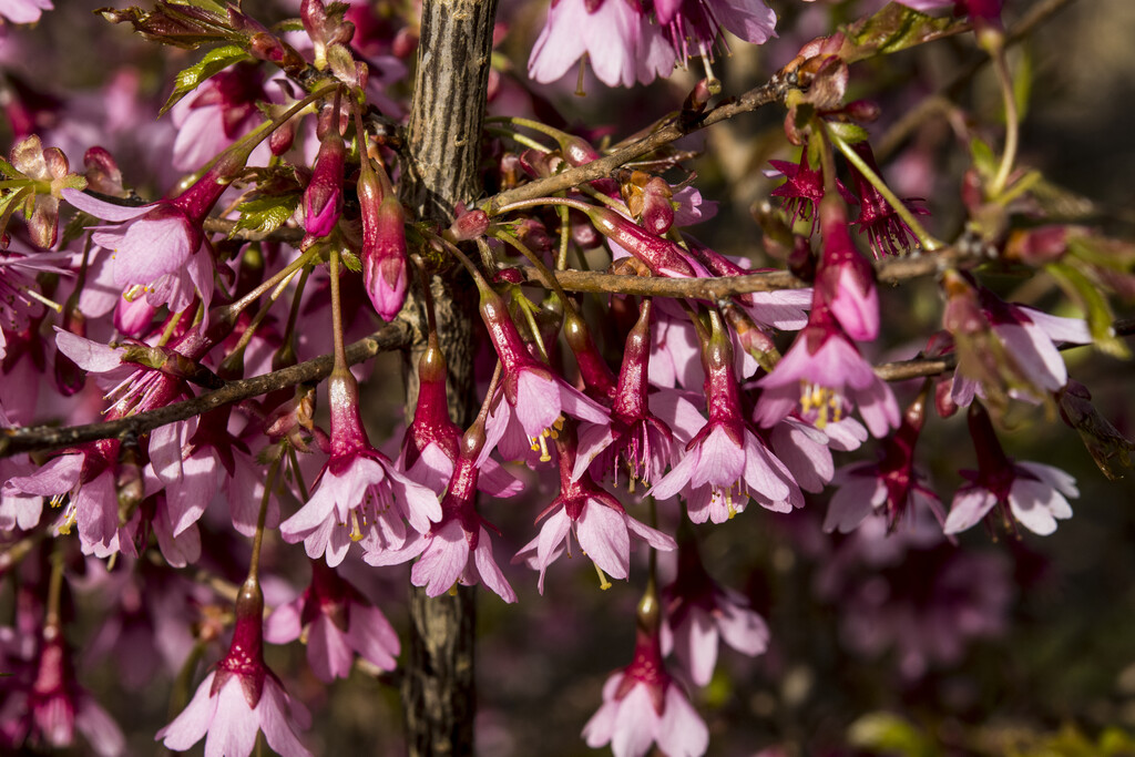 cherry 'Paean'