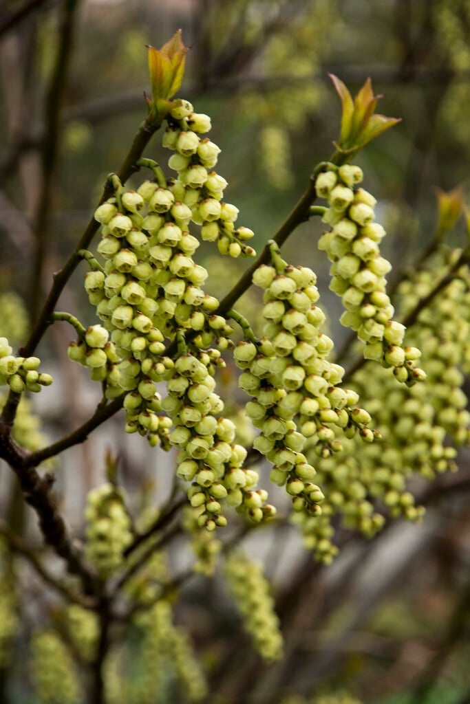 Matsuzak early stachyurus