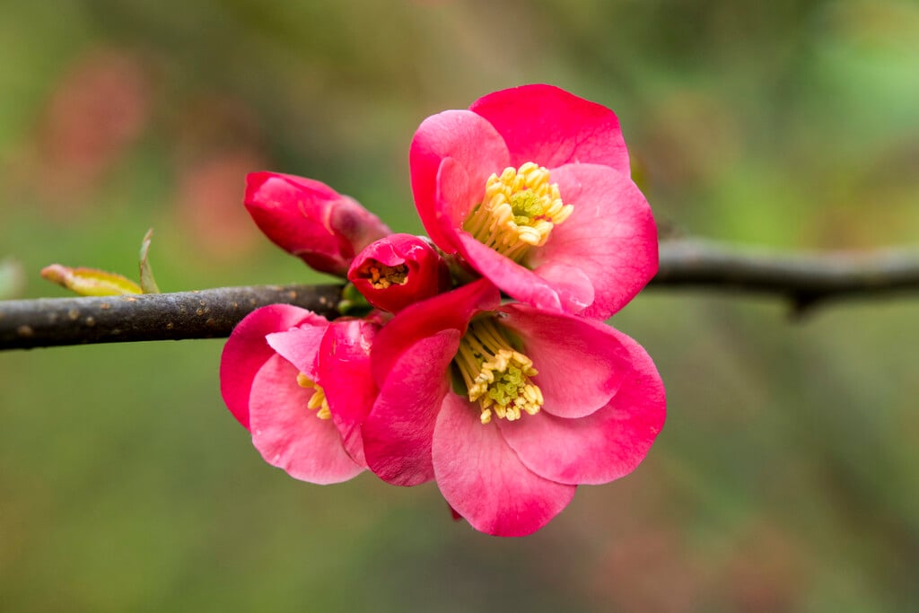 Japanese quince 'Boule de Feu'