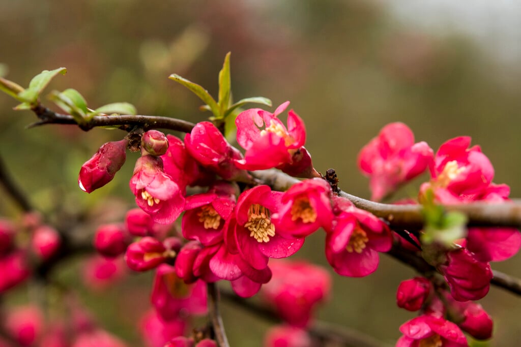 Chaenomeles × superba &Boule de Feu& | Japanese quince &Boule de Feu ...