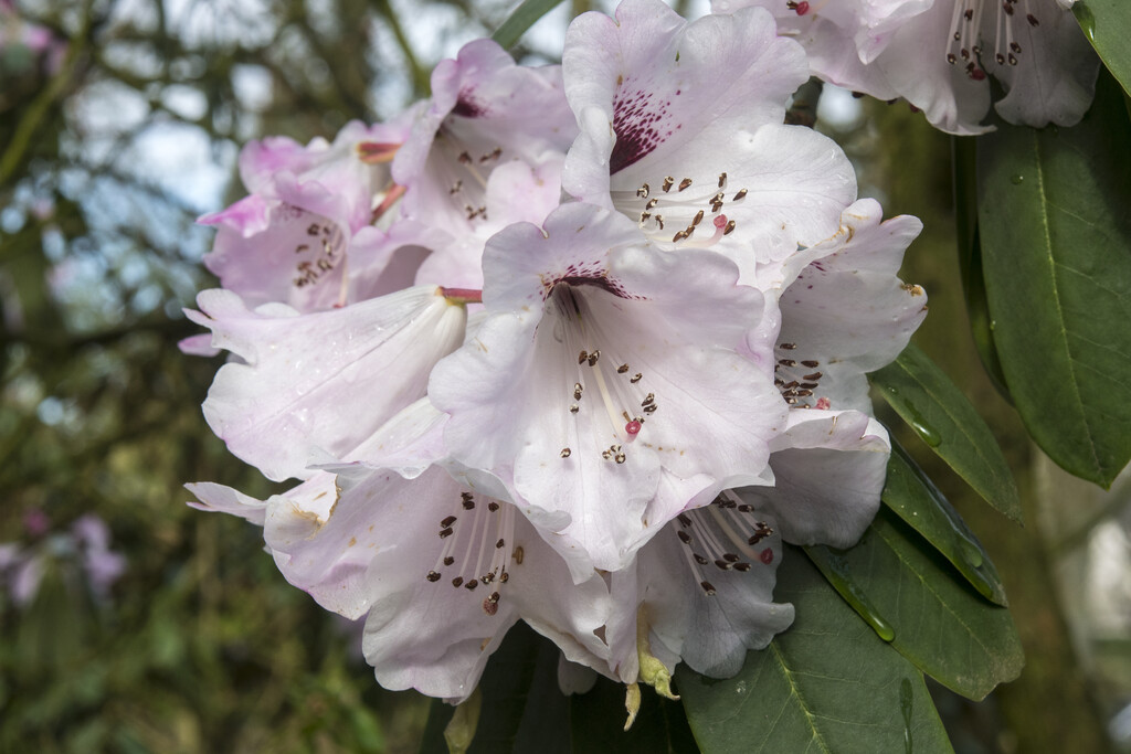<em>Rhododendron</em> <em>praevernum</em>
