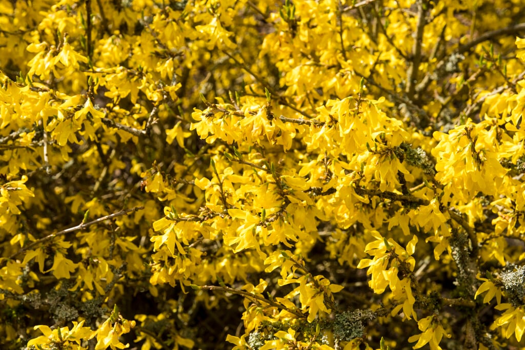 Korean forsythia