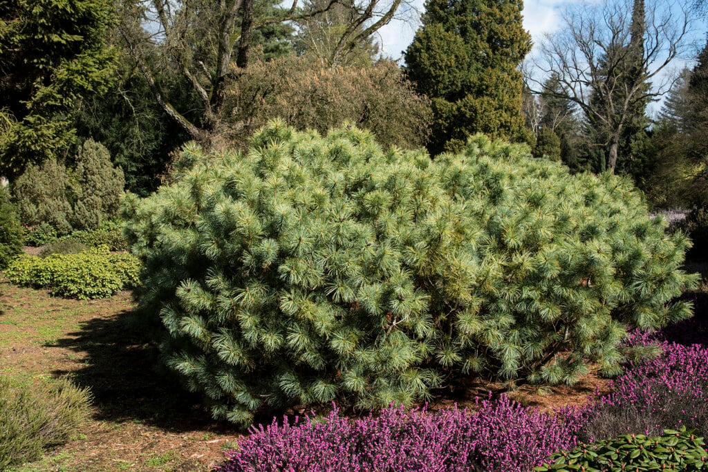 dwarf Siberian pine