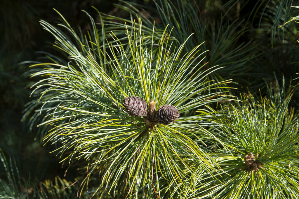 dwarf Siberian pine