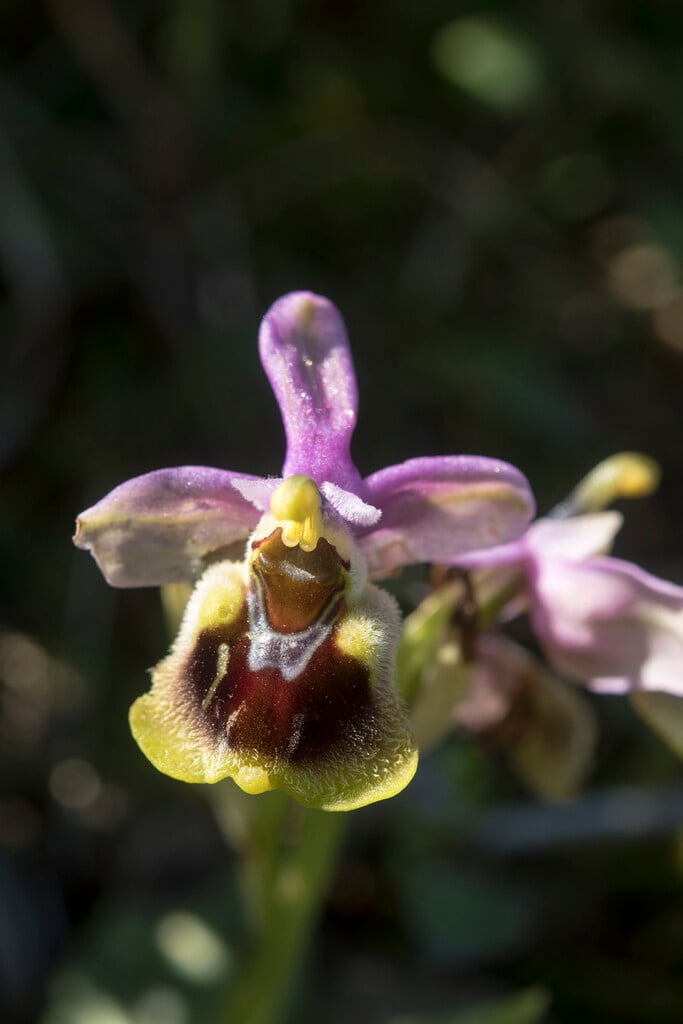 sawfly orchid