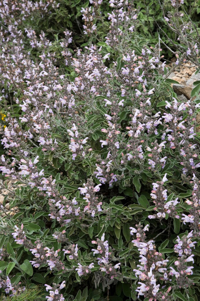<i>Salvia</i> <i>fruticosa</i>
