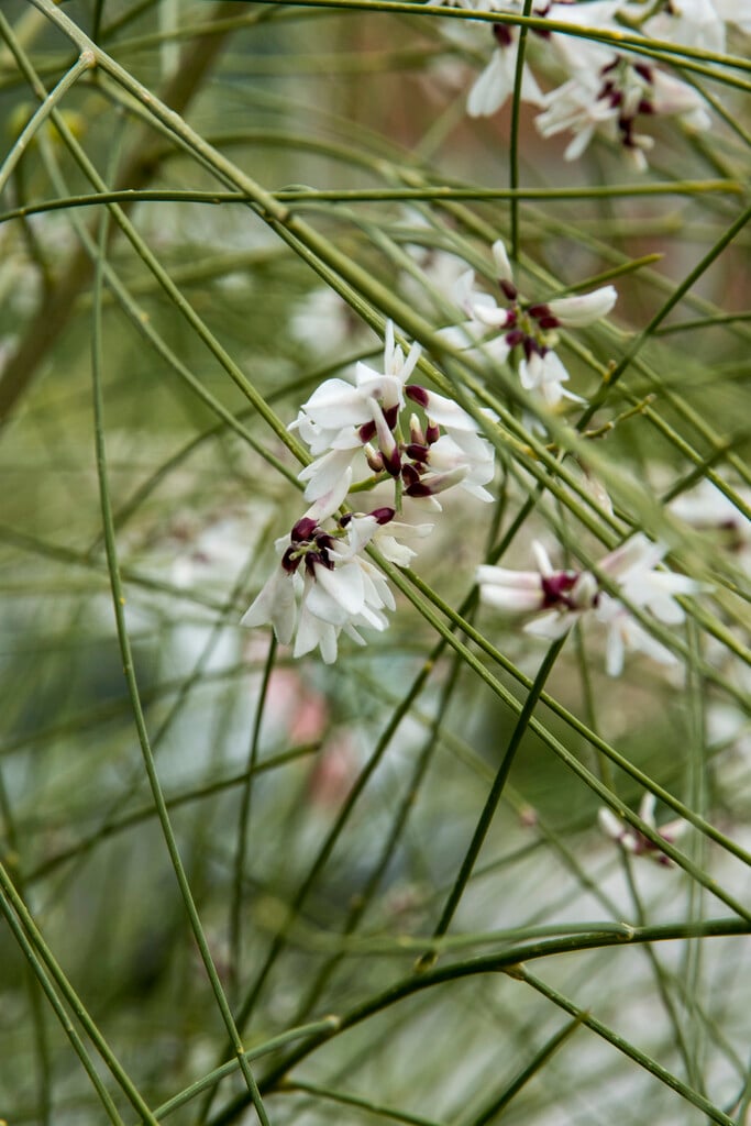 juniper (of the Bible)