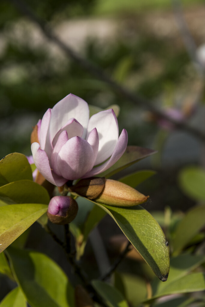 thumbnail image 2 of Magnolia Laevifolia Seeds – Small Leaf Evergreen Magnolia With Fragrant White Flowers 2 of 6