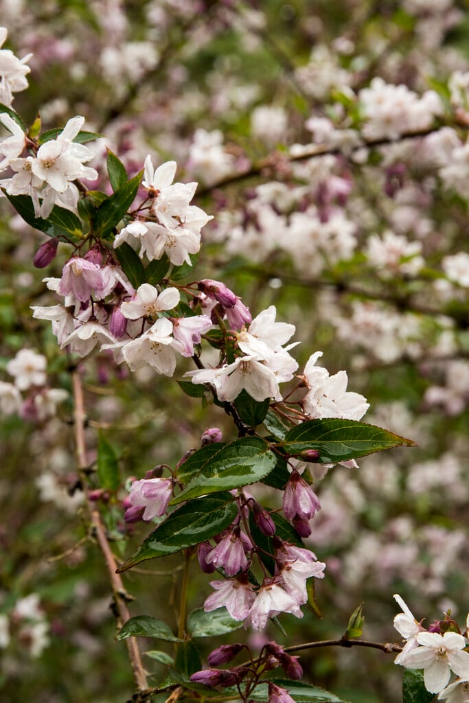 <i>Deutzia</i> <i>schneideriana</i>