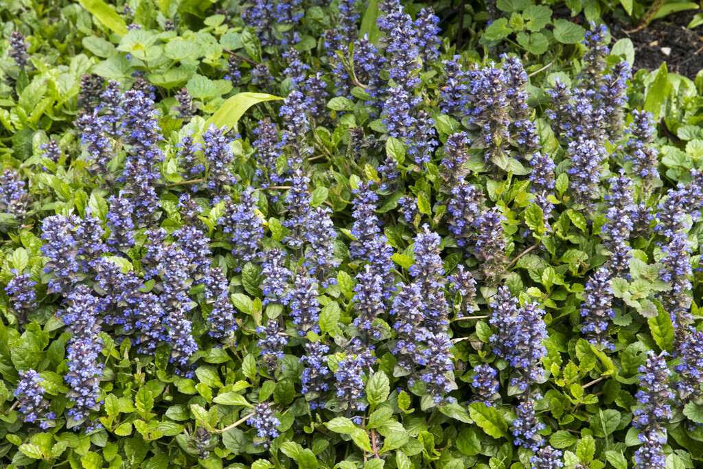 bugle