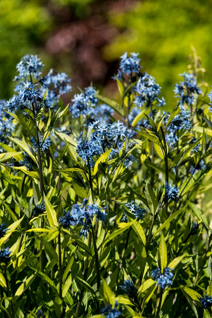 eastern bluestar