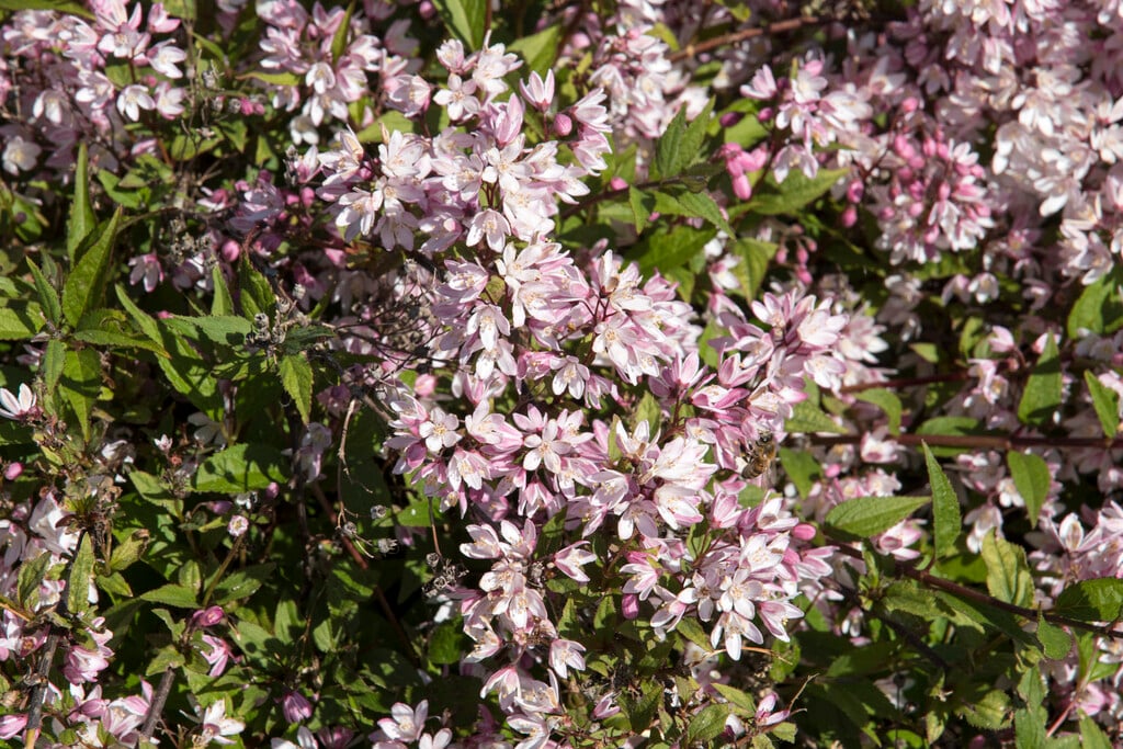 rose deutzia [Yuki Cherry Blossom]