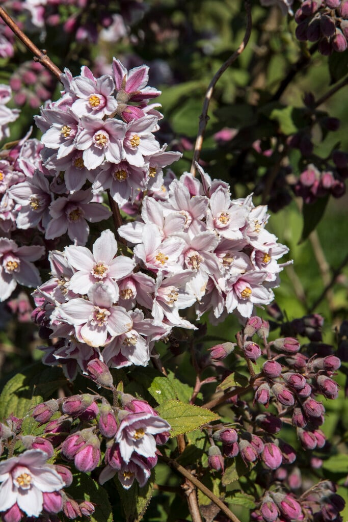 <i>Deutzia</i> <i>calycosa</i> 'Dali'