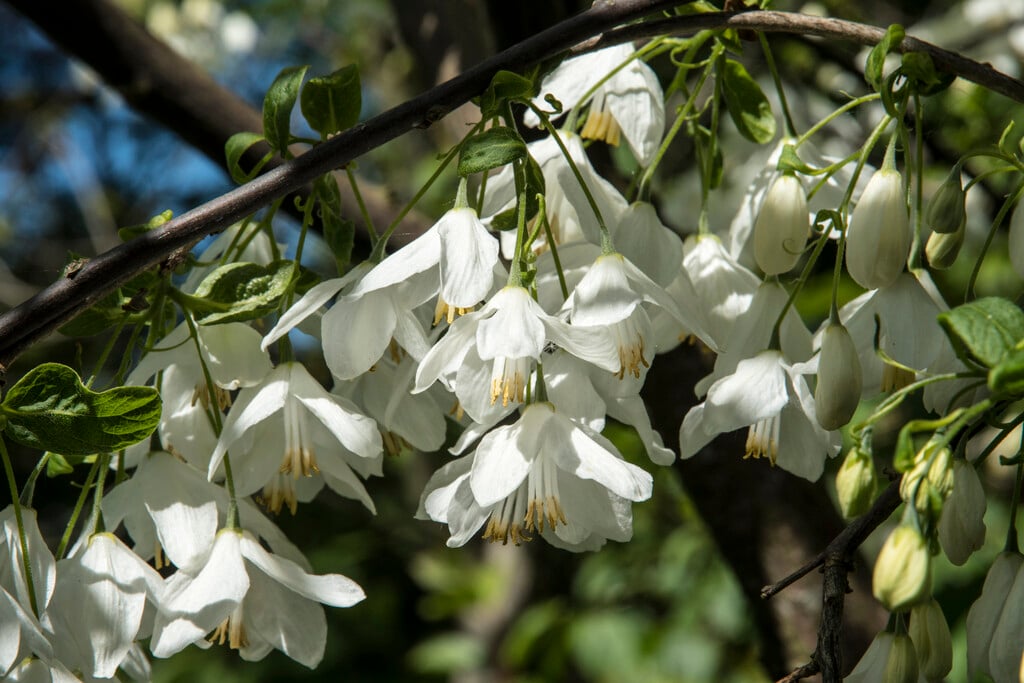 <i>Halesia</i> <i>diptera</i>