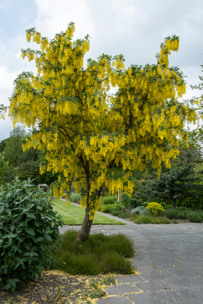 common laburnum