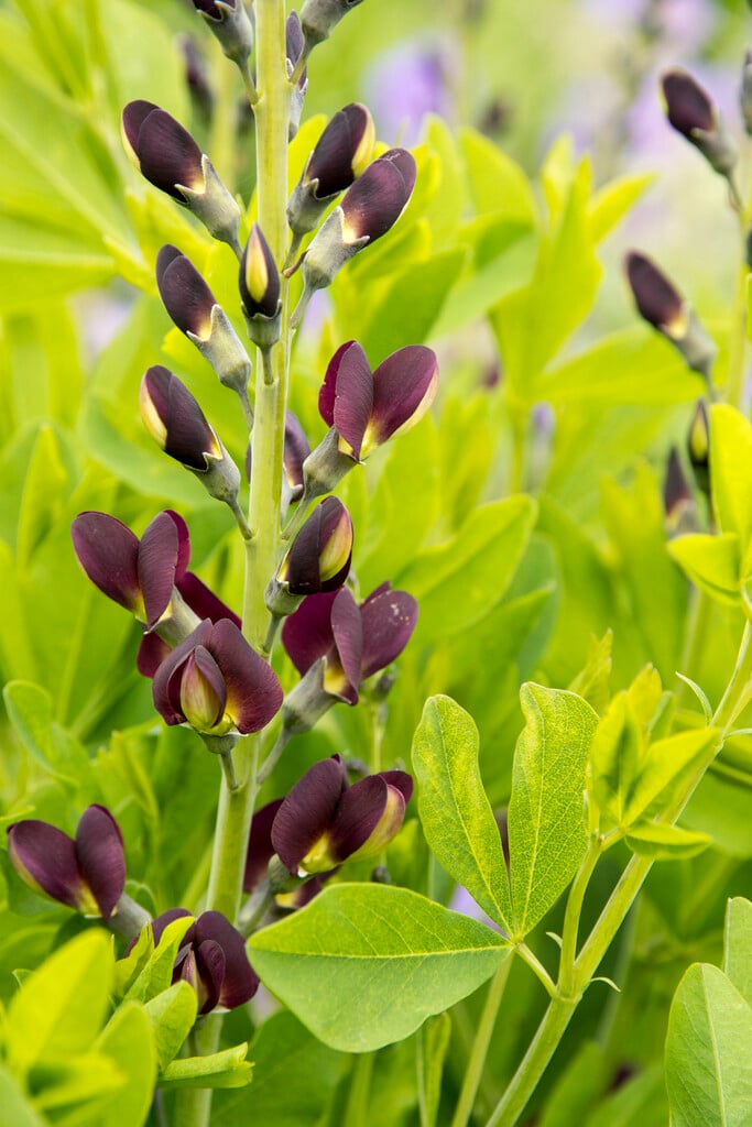 Baptisia &Grape Taffy& false indigo &Grape Taffy& Herbaceous