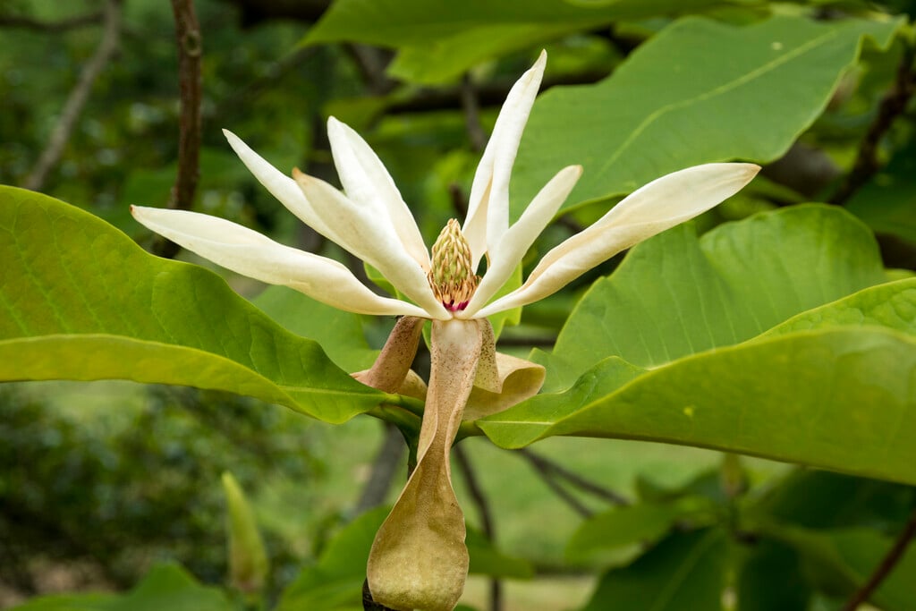 umbrella tree
