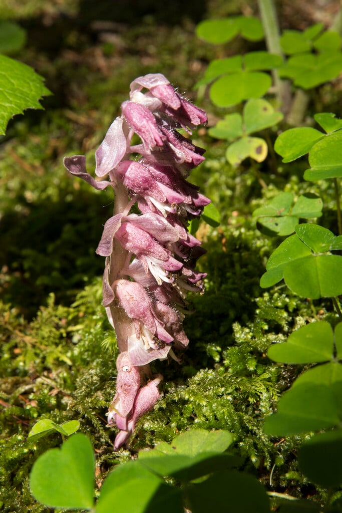 toothwort