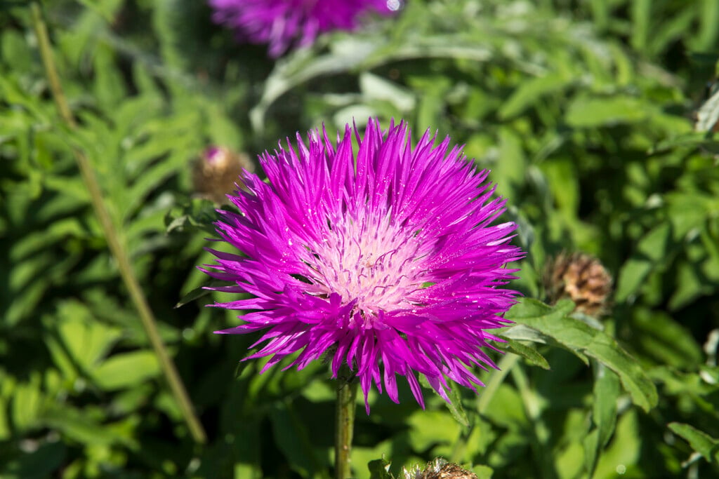 <i>Centaurea</i> <i>hypoleuca</i>