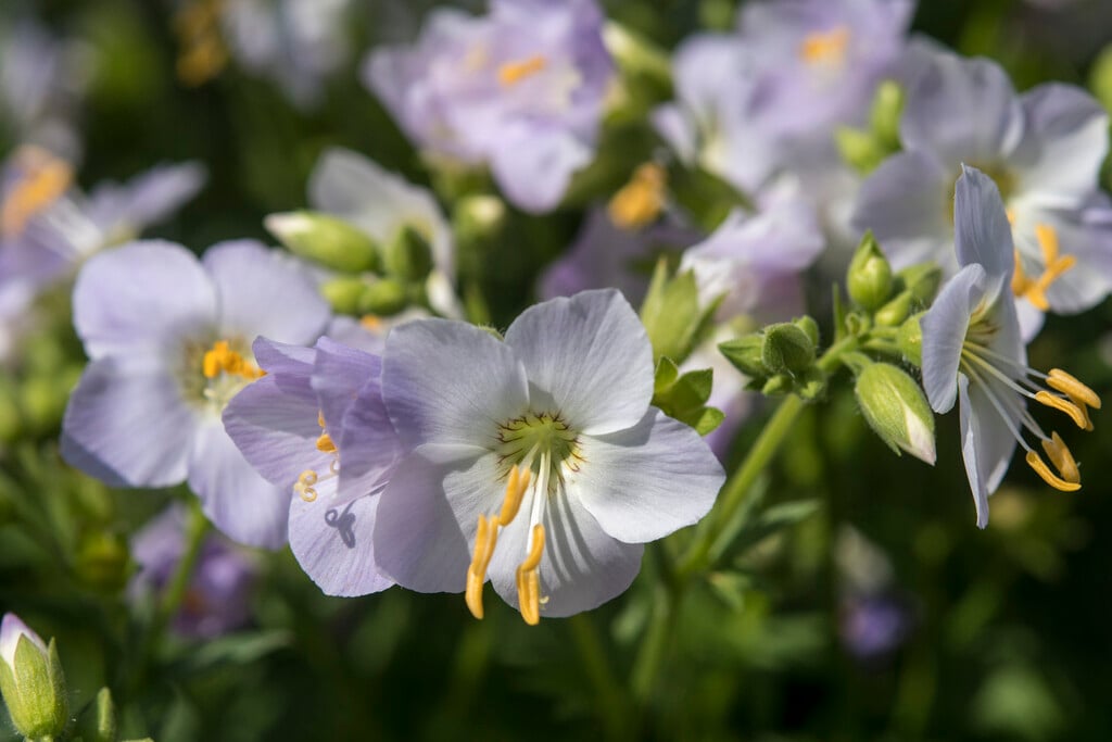 <i>Polemonium</i> 'Hopleys'