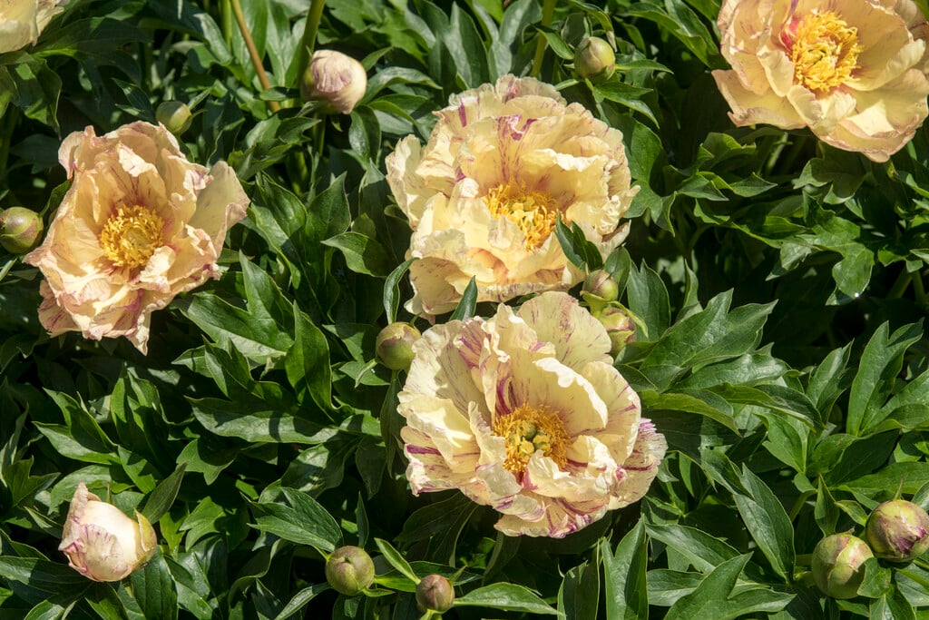 Paeonia 'Lollipop' | peony 'Lollipop' Herbaceous Perennial/RHS