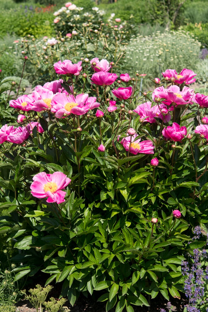 peony 'Zi Yu Nu'