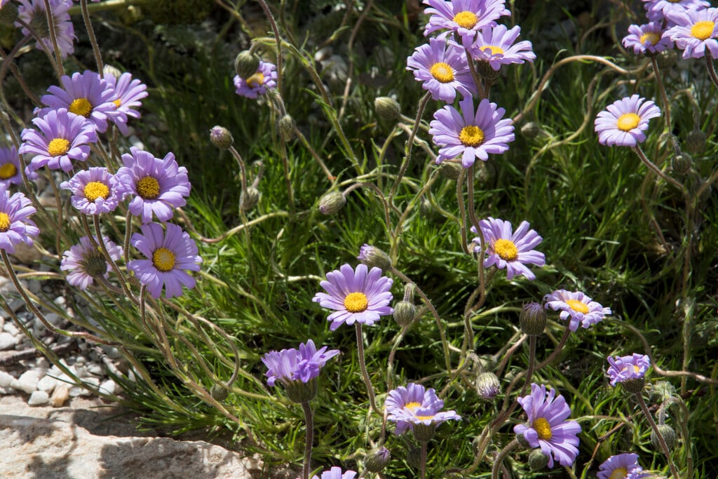 marsh felicia