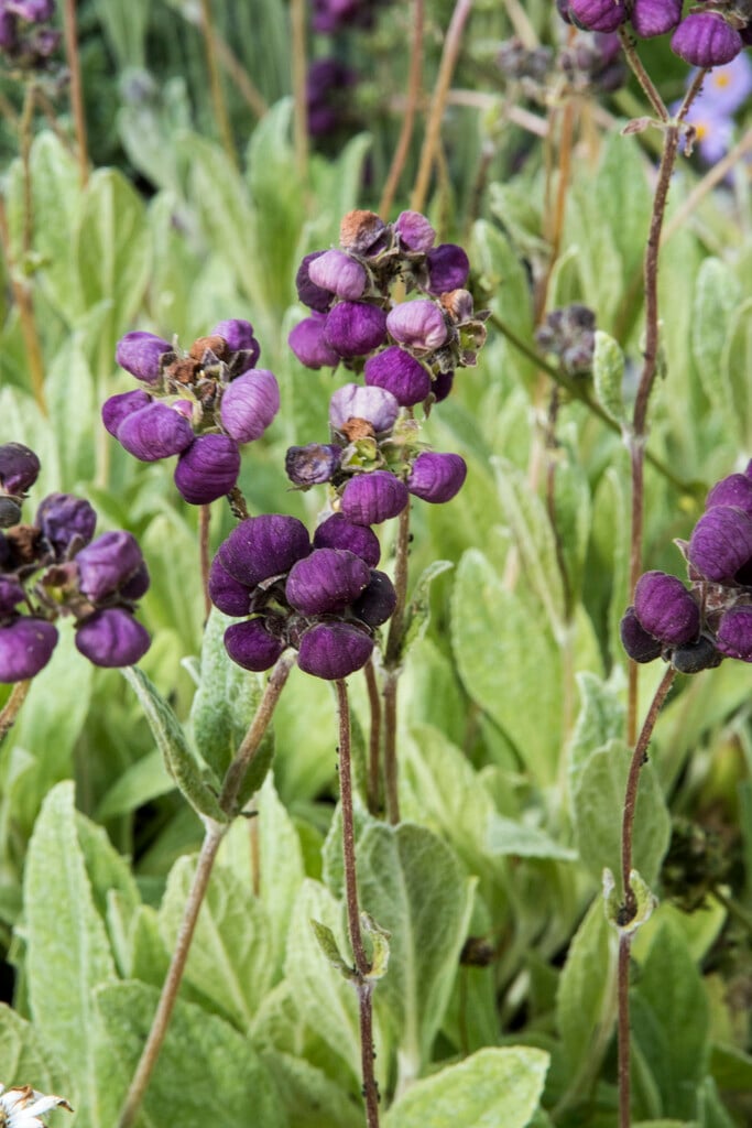 <i>Calceolaria</i> <i>arachnoidea</i>