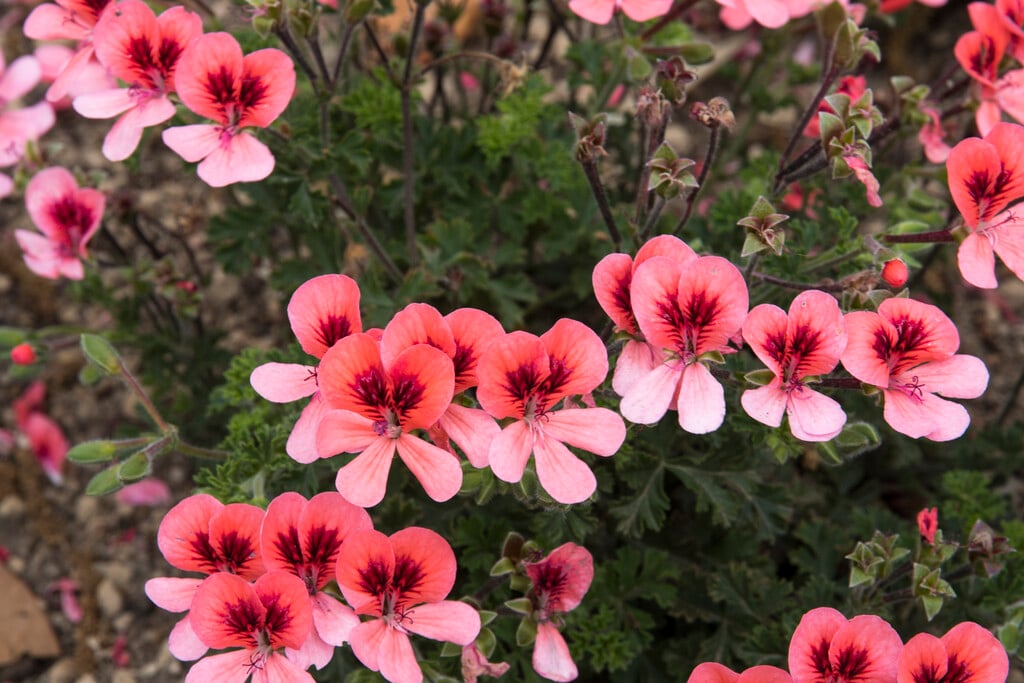 geranium [Angeleyes Orange]