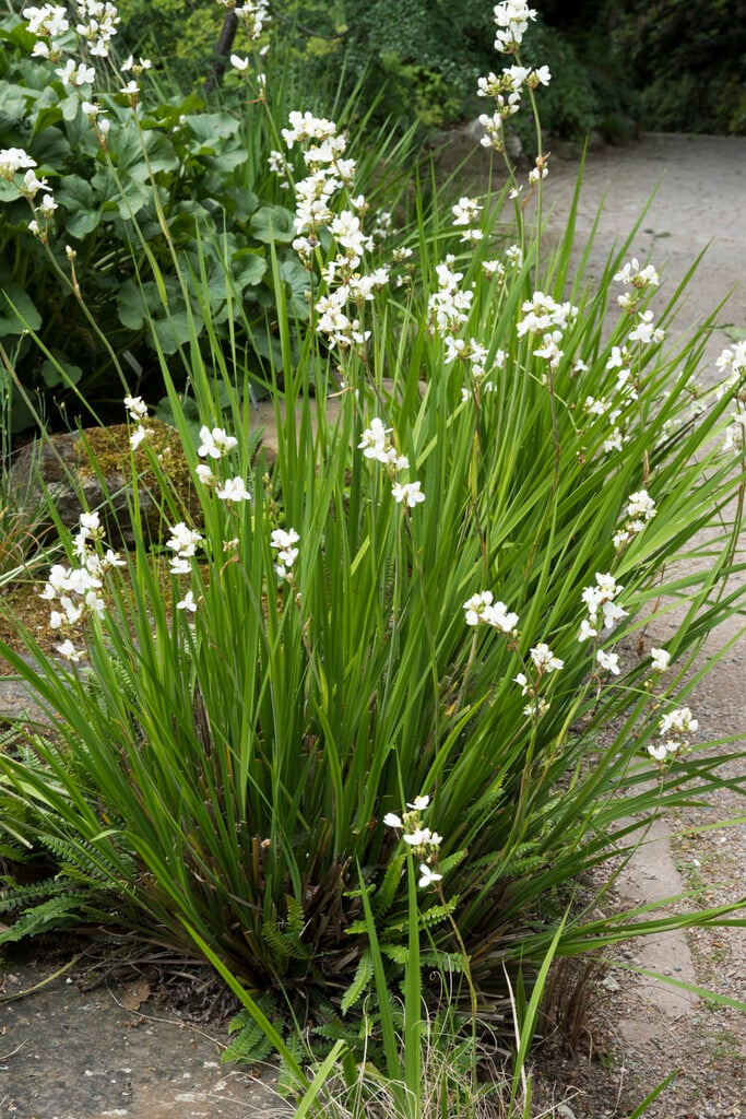 New Zealand satin flower