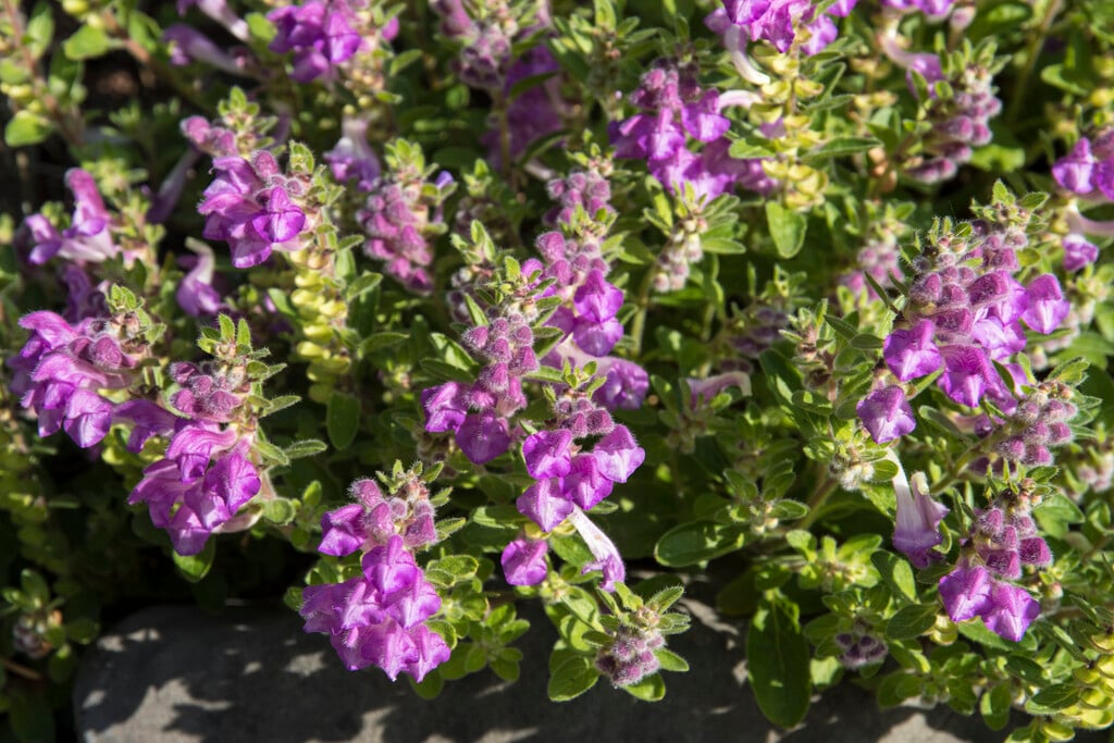 <i>Scutellaria</i> <i>pontica</i>