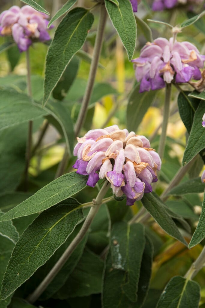 Kashmir sage