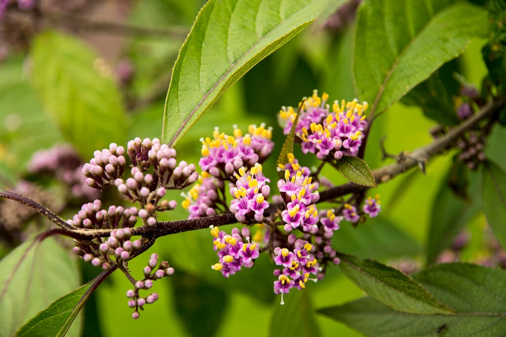 <i>Callicarpa</i> <i>japonica</i> var. <i>japonica</i>