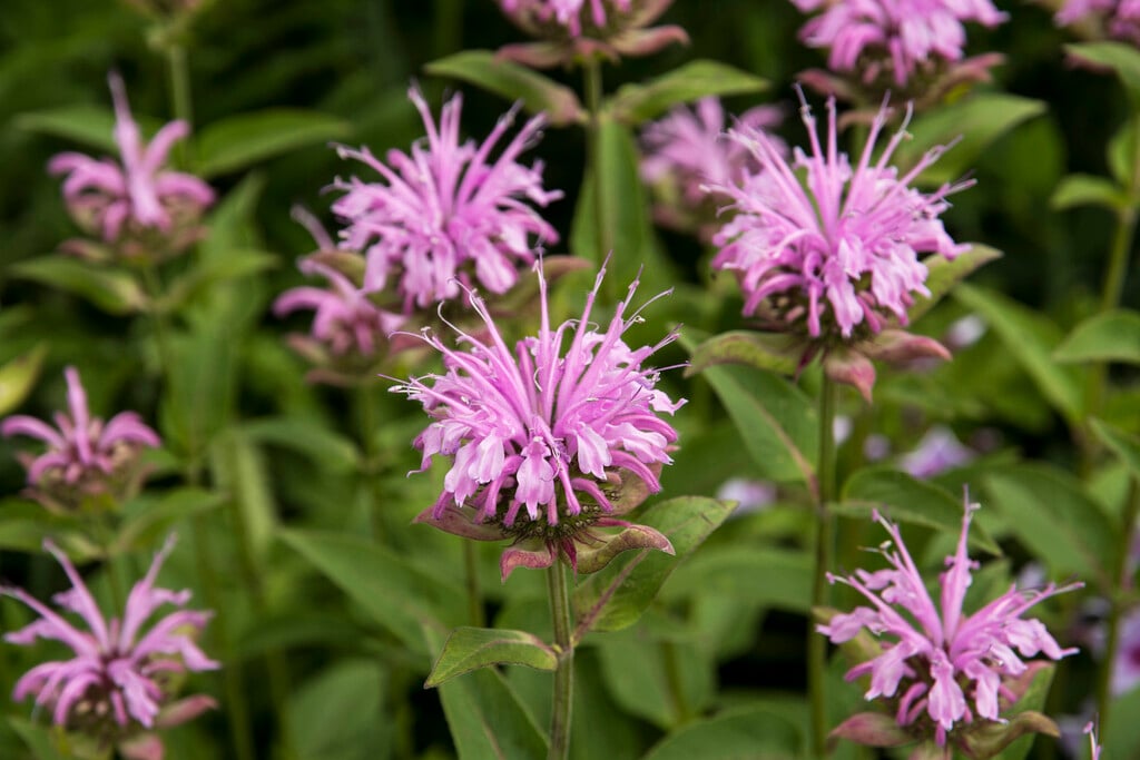 bergamot 'Camilla'