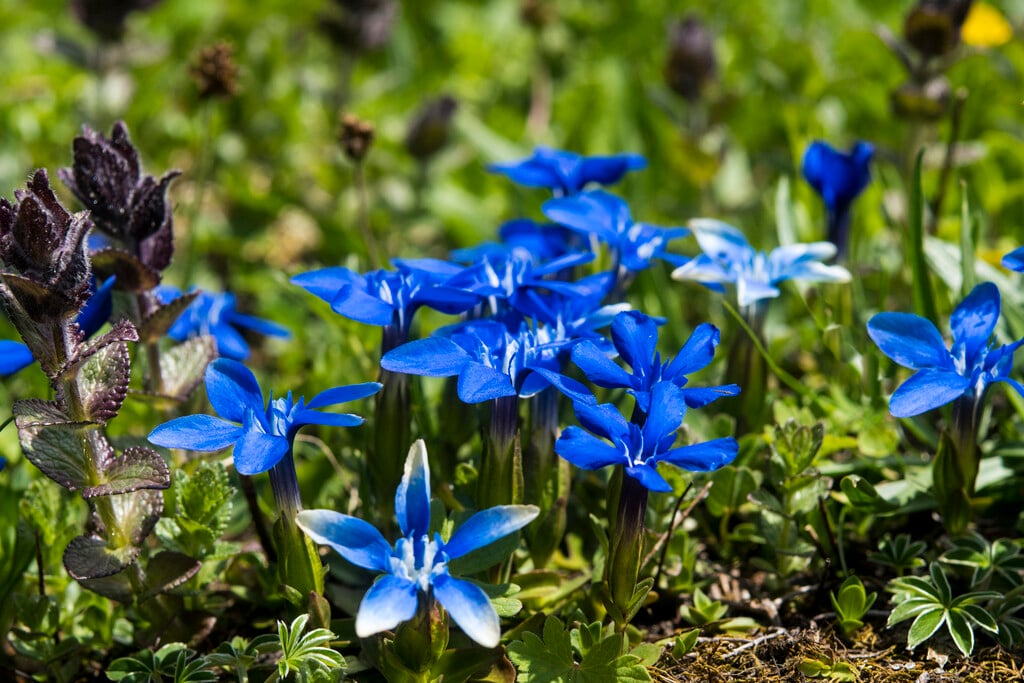 spring gentian