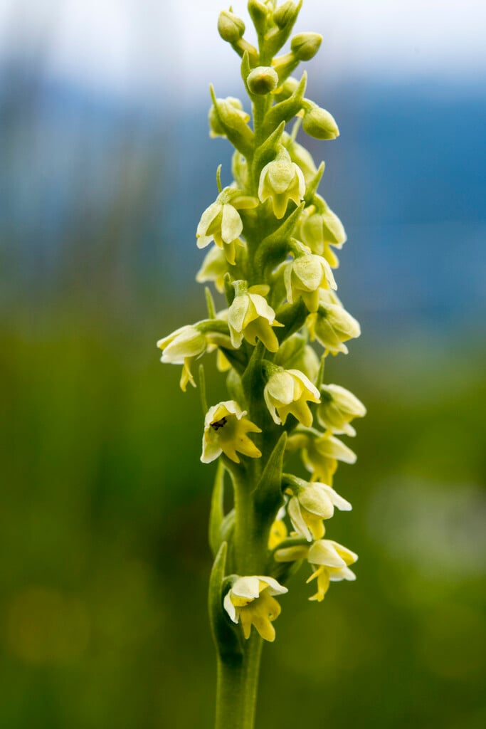small white orchid