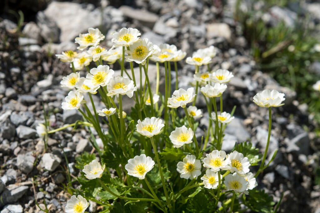 white alpine buttercup