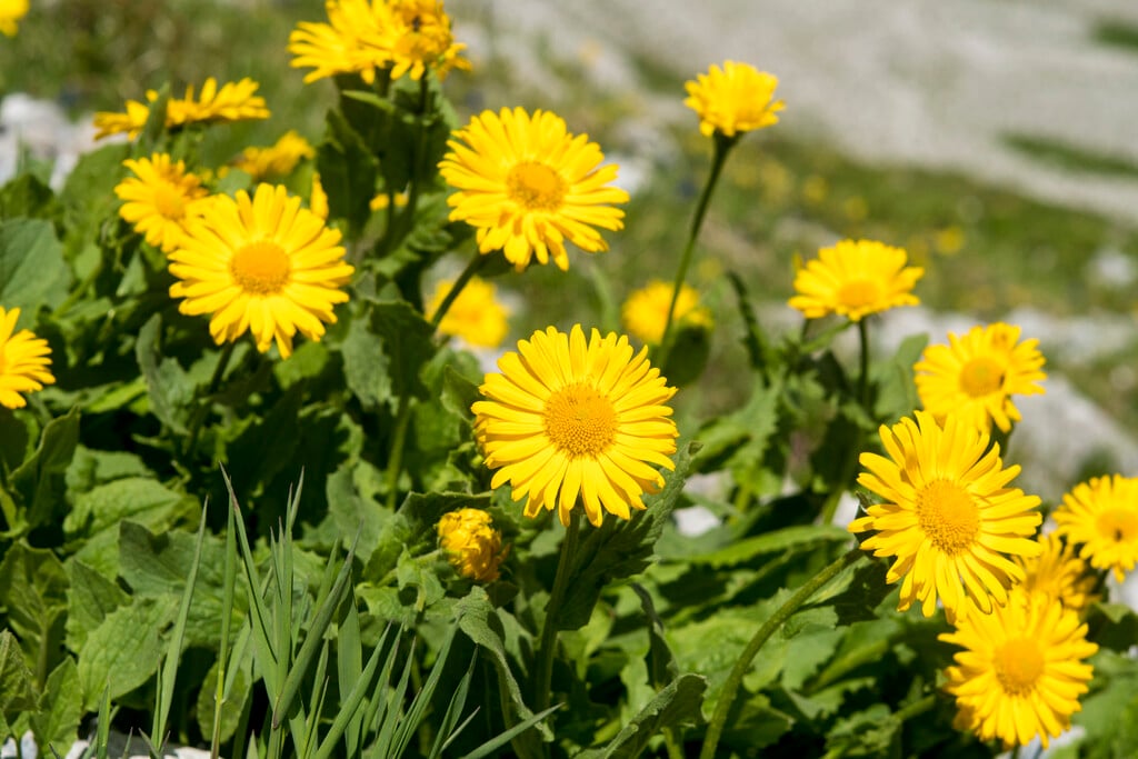 <i>Doronicum</i> <i>grandiflorum</i>