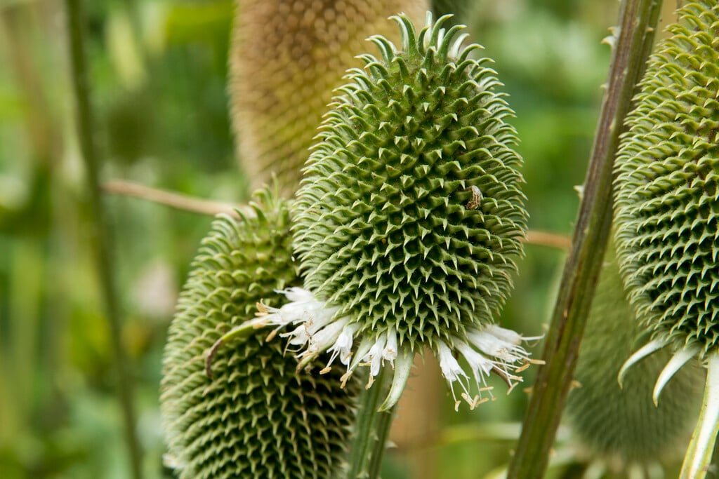 fuller's teasel