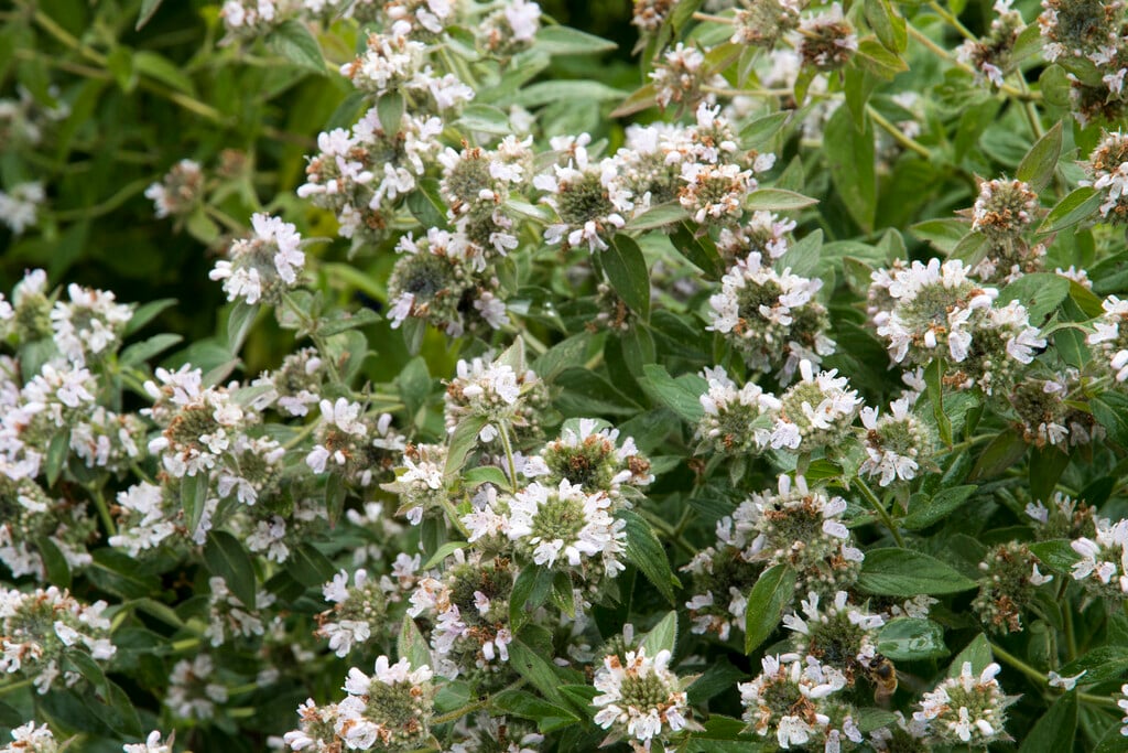short-toothed mountain mint