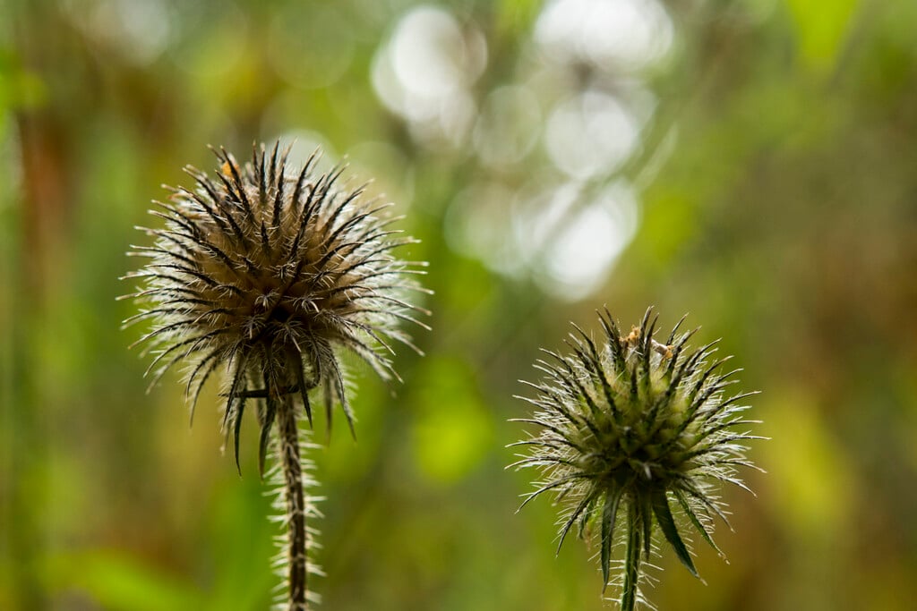 yellow-flowered teasel