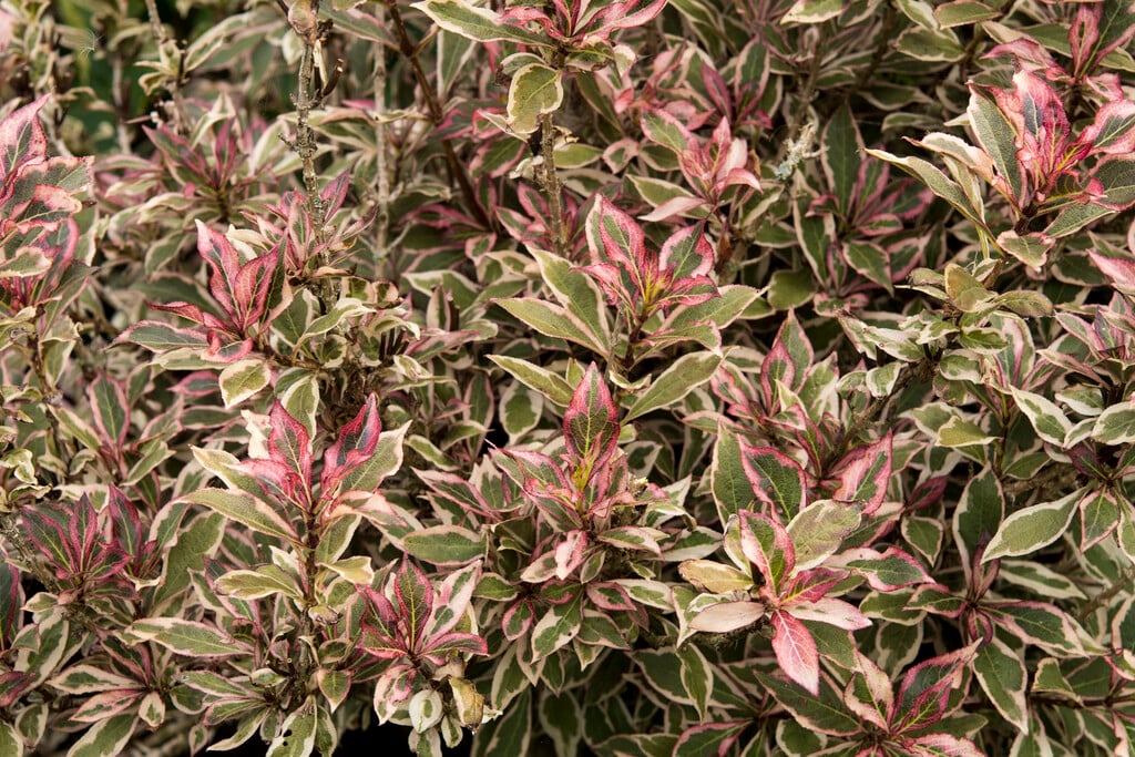 weigela [Monet]