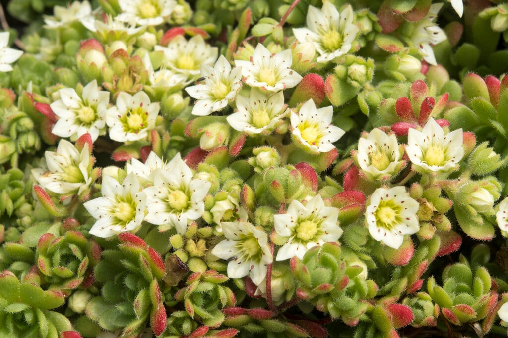 <i>Sedum</i> <i>sedoides</i> var. <i>album</i>