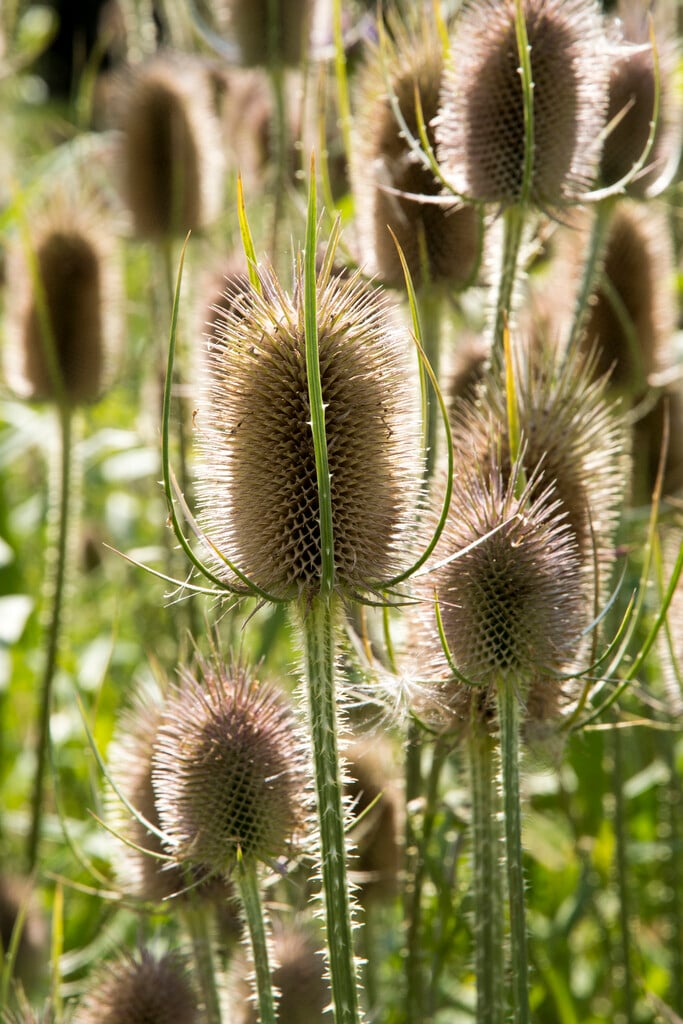 common teasel