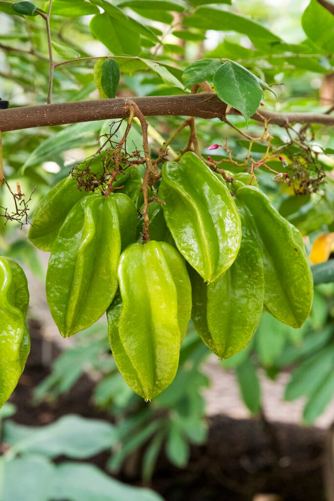 carambola