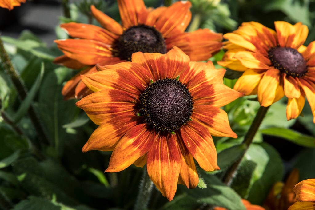 coneflower [Summerina Orange]