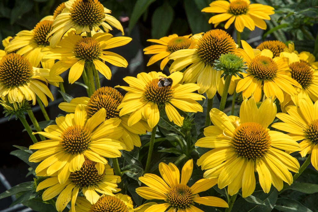 coneflower [Sombrero Lemon Yellow]