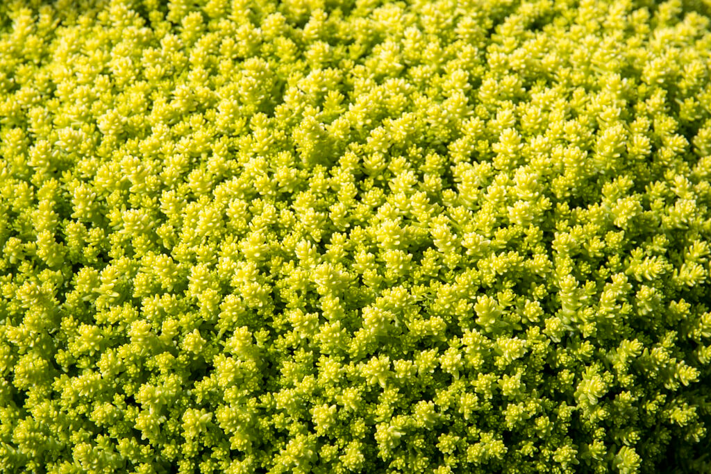 biting stonecrop 'Aureum'