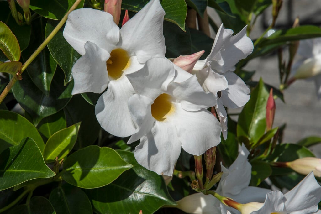 <i>Mandevilla</i> [<span style="font-variant: small-caps;">Sundaville Pearl</span>] ('Patmandewi') (Sundaville Series)