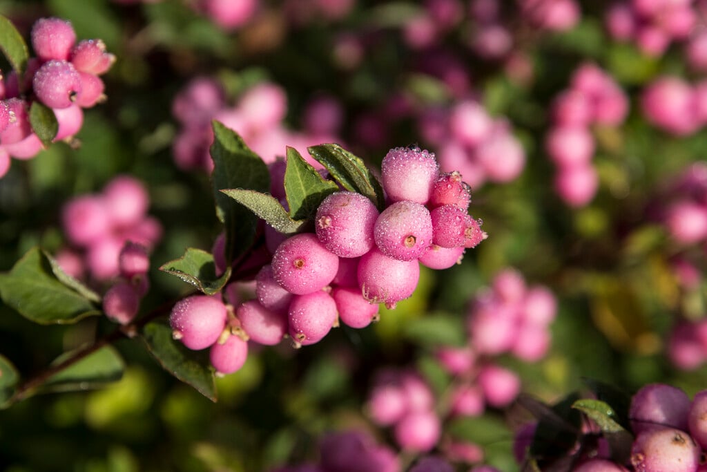 snowberry [Magical Sweet]